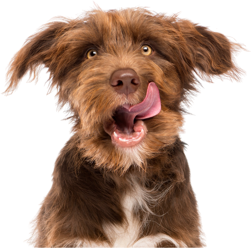 Dog Image